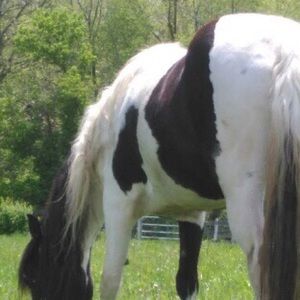 Meet your Posher, Abby